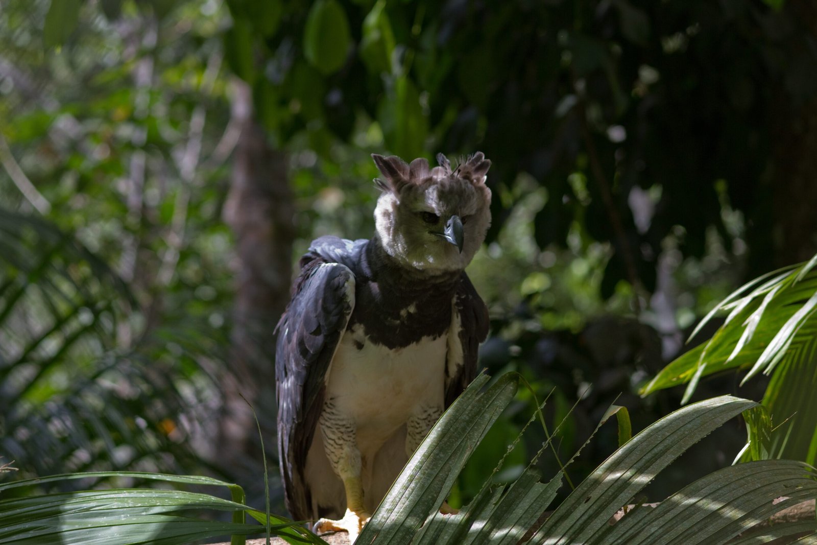 The Harpy Eagle: Rainforest's Ultimate Predator (image credits: wikimedia)