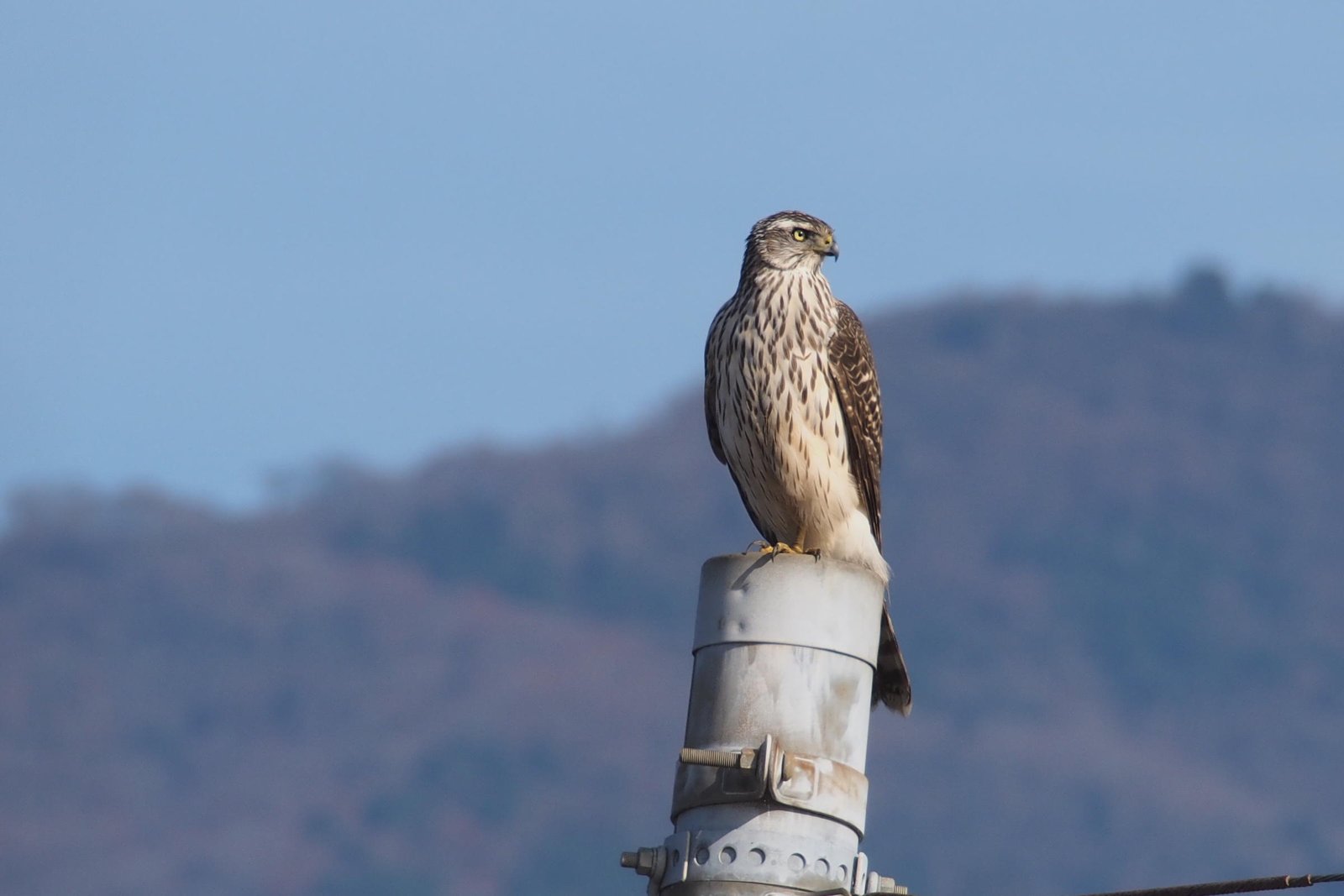 The Northern Goshawk: Fierce Forest Guardian (image credits: wikimedia)