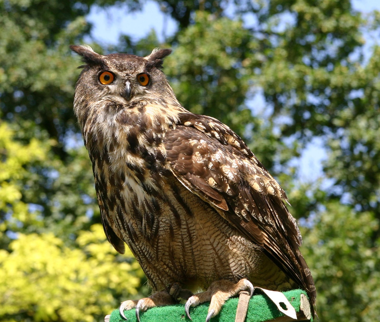 The Eurasian Eagle-Owl: Apex Predator of the Night (image credits: wikimedia)