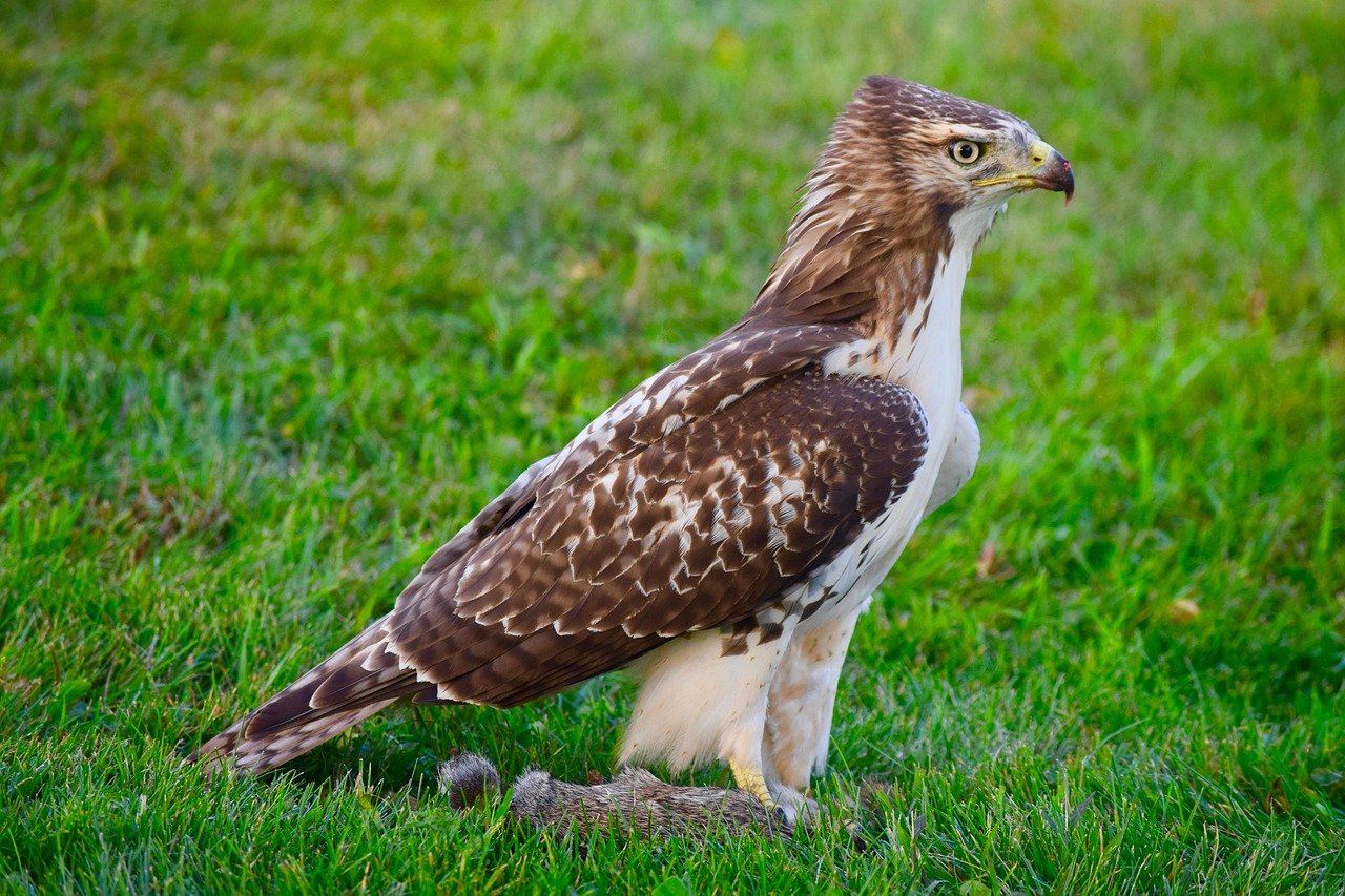 The Red-Tailed Hawk: Strategic Patient Hunter (image credits: pixabay)