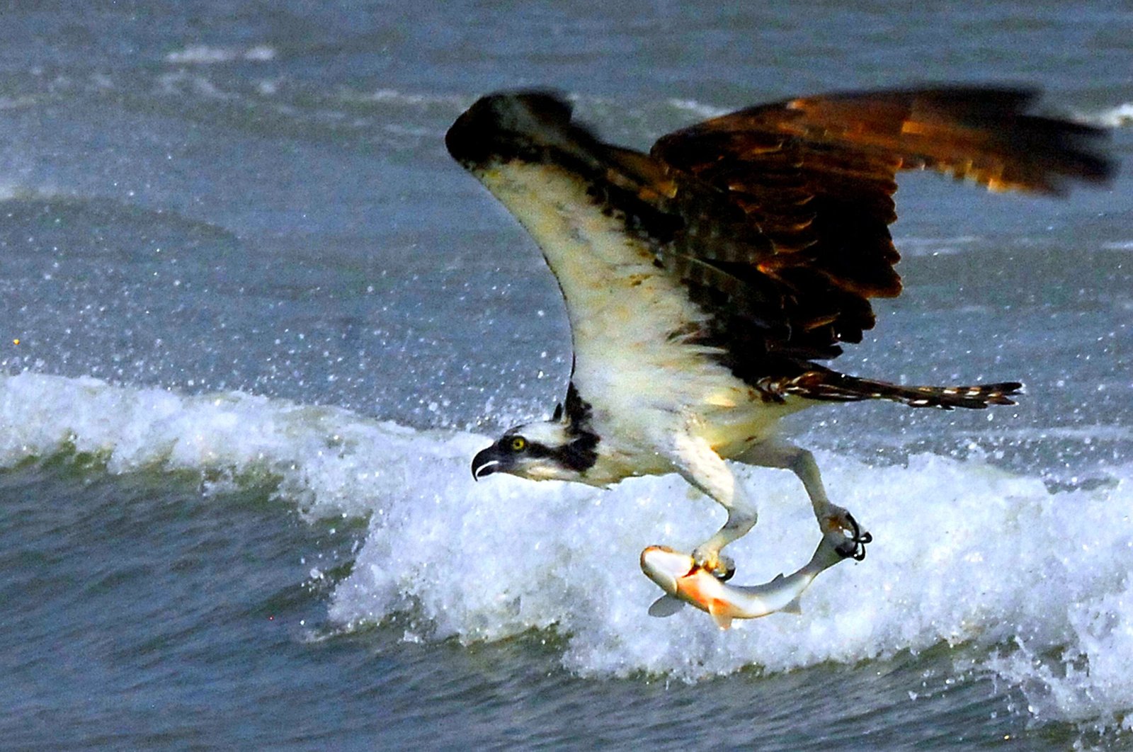 The Osprey: Specialized Precision Hunter (image credits: wikimedia)