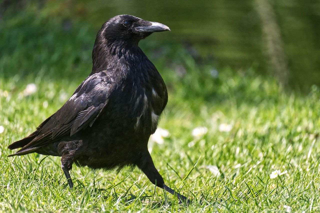 The Raven: Intelligence Meets Mystery (image credits: pixabay)