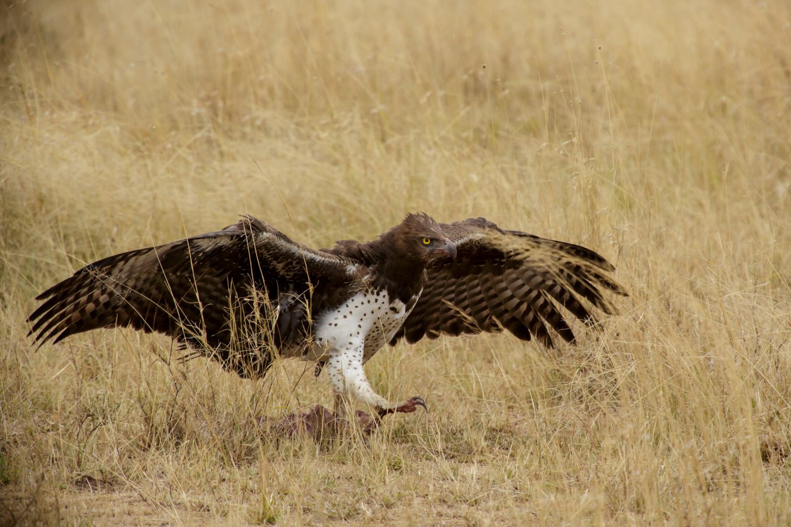 Conclusion: The Perfect Predatory Match (image credits: By Thomas Fuhrmann, CC BY-SA 4.0, https://commons.wikimedia.org/w/index.php?curid=92314337)