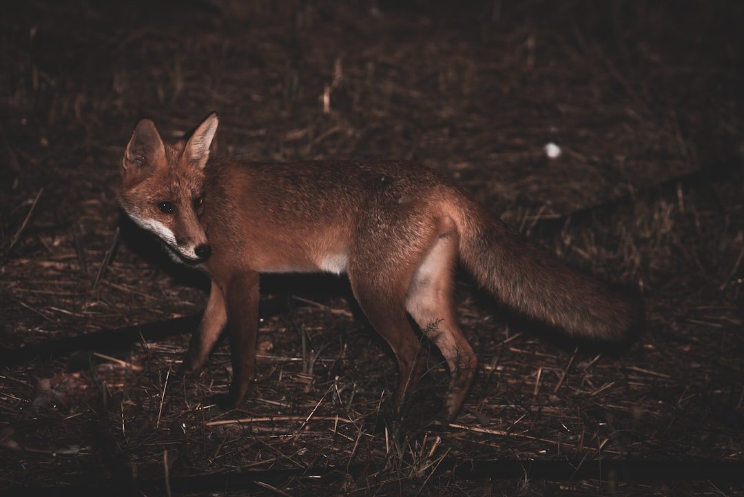 Night Shift Strategies (image credits: unsplash)