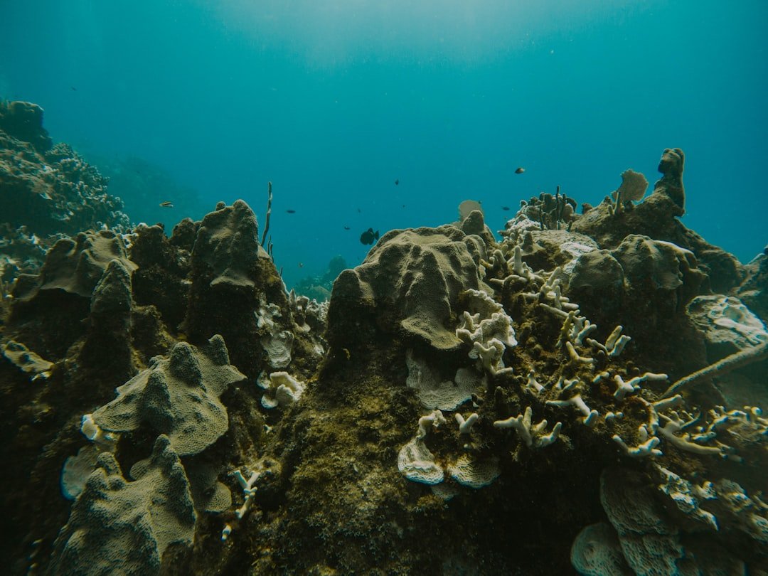 Ocean Acidification and Marine Ecosystem Collapse (image credits: unsplash)
