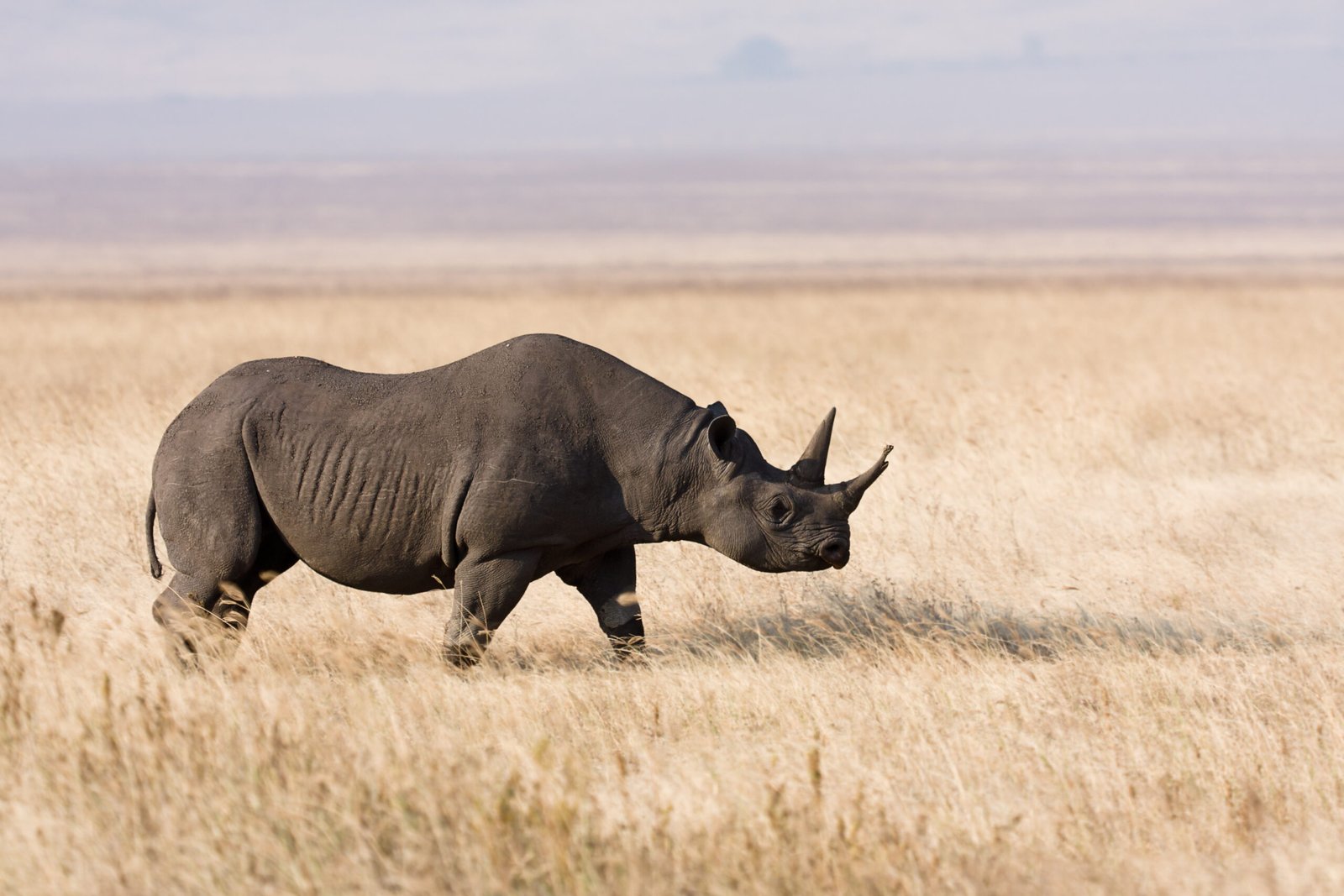 Type 1 - The Black Rhinoceros: Principled Protectors of Their Territory (image credits: wikimedia)