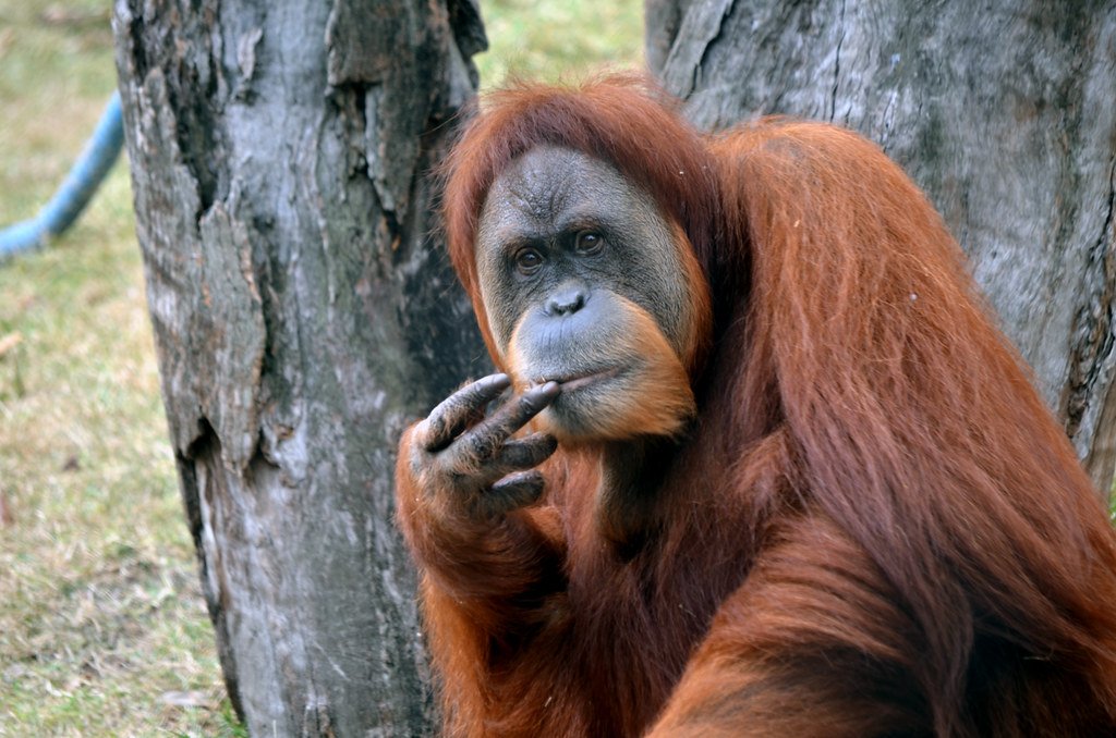 Type 2 - The Sumatran Orangutan: Nature's Ultimate Helper (image credits: flickr)