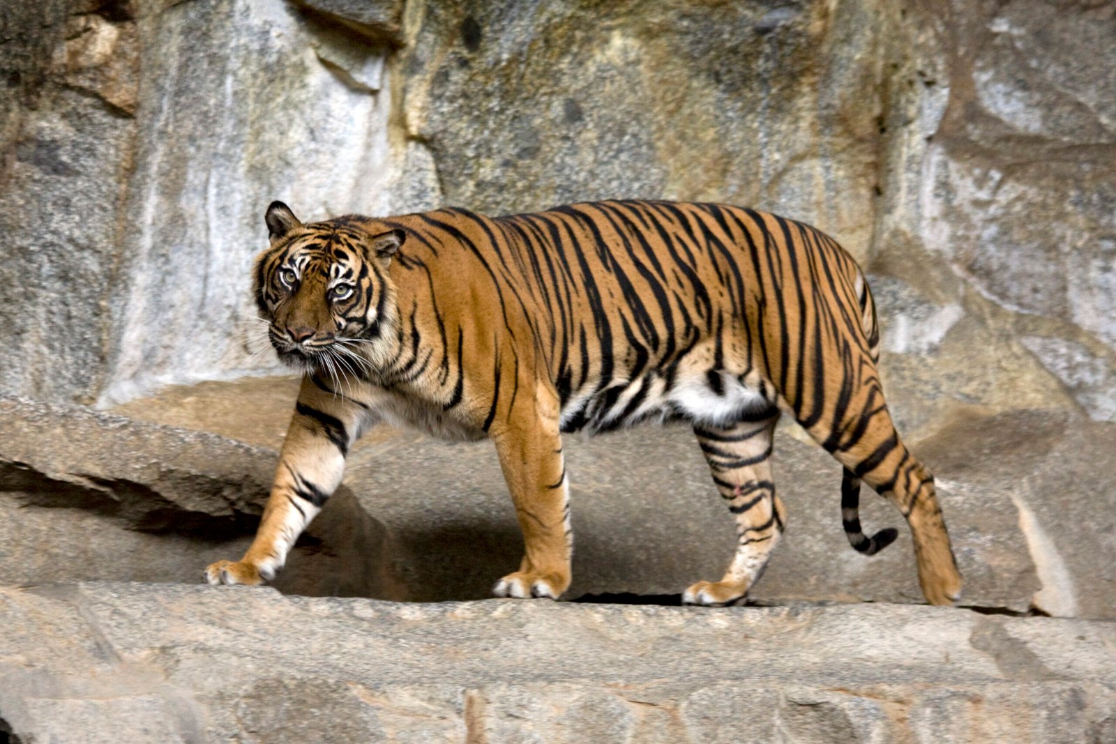 Type 3 - The Sumatran Tiger: Ambitious Apex Achievers (image credits: wikimedia)