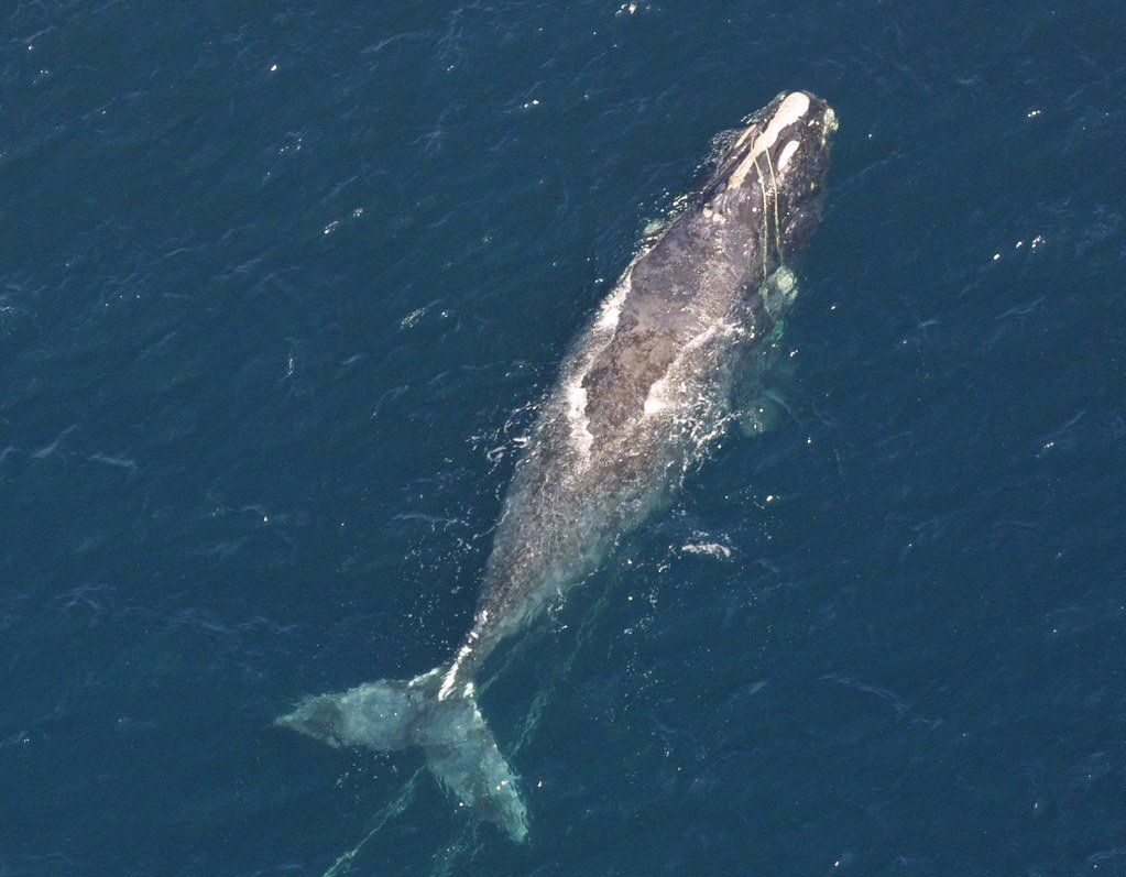 Type 6 - The North Atlantic Right Whale: Loyal but Anxious Travelers (image credits: flickr)