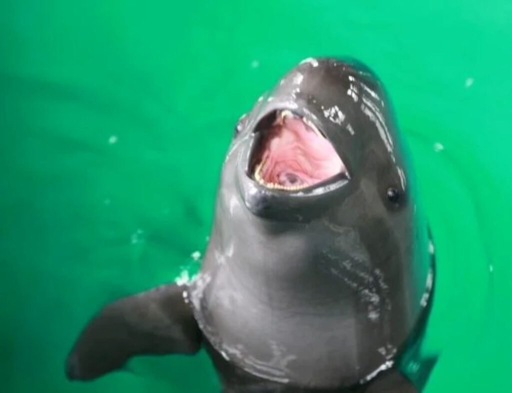 Type 9 - The Yangtze Finless Porpoise: Peaceful Mediators of the River