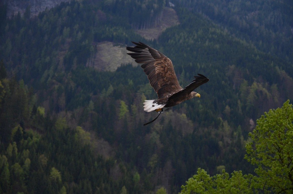 Guardians of Habitat: From Tongass to Tundra (image credits: rawpixel)