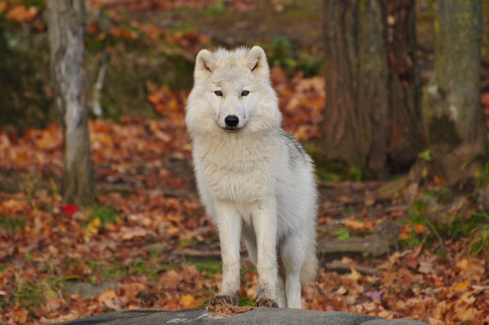 They Survive Five Months of Complete Darkness Each Year (image credits: stocksnap)