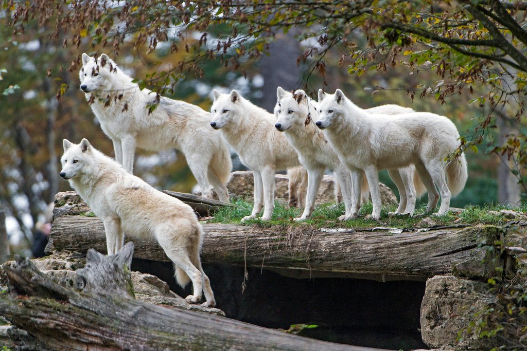 Their Territory Can Be Larger Than Rhode Island (image credits: flickr)