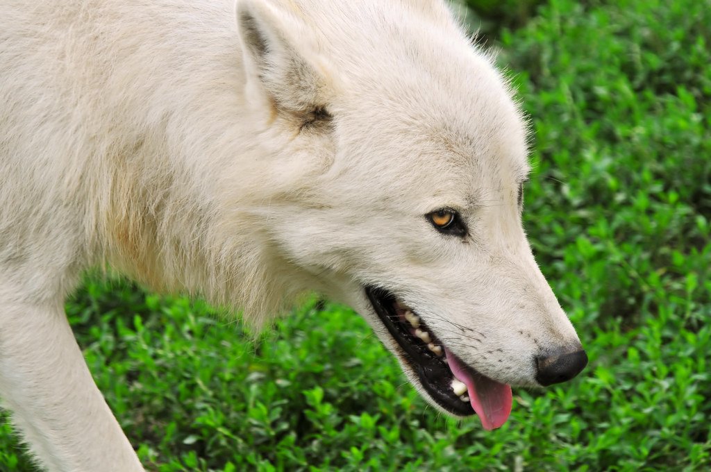 Only the Alpha Pair Gets to Have Pups (image credits: flickr)