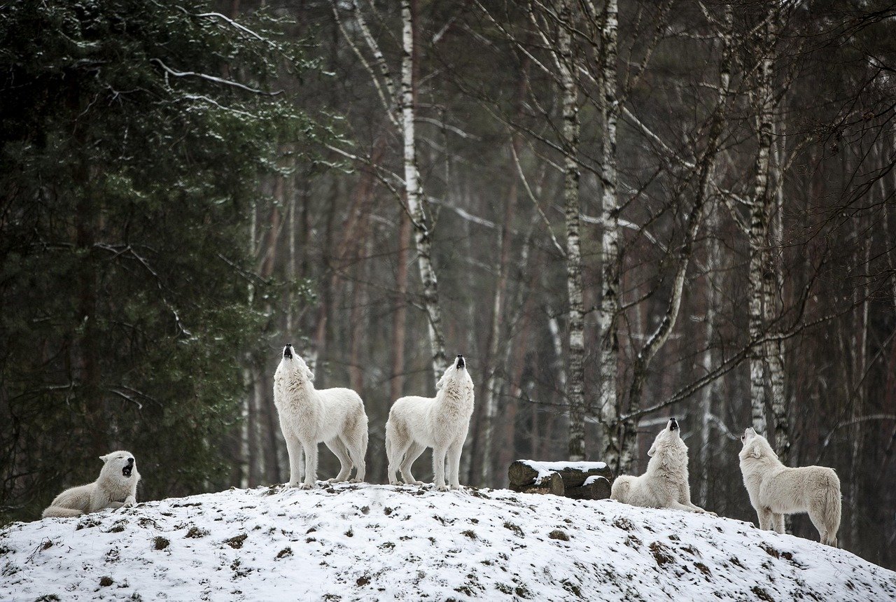 Their Howl Can Travel Six Miles Through the Arctic Air (image credits: pixabay)