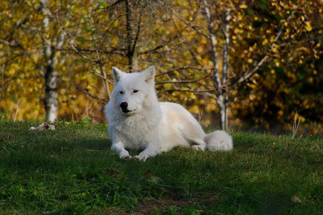 They're the Only Wolves Still Living in Their Original Range (image credits: unsplash)