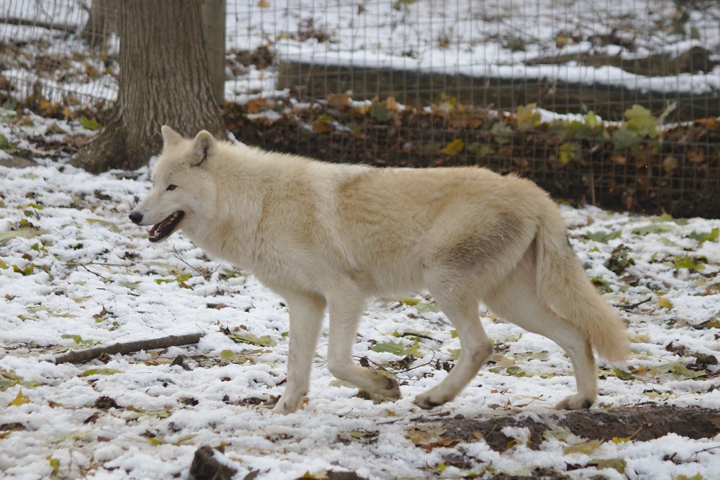 They Can Run 40 Miles Per Hour on Ice and Snow (image credits: flickr)