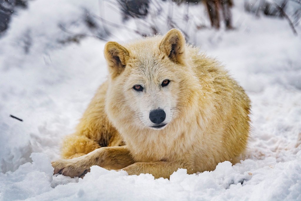 They're Surprisingly Fearless Around Humans (image credits: flickr)