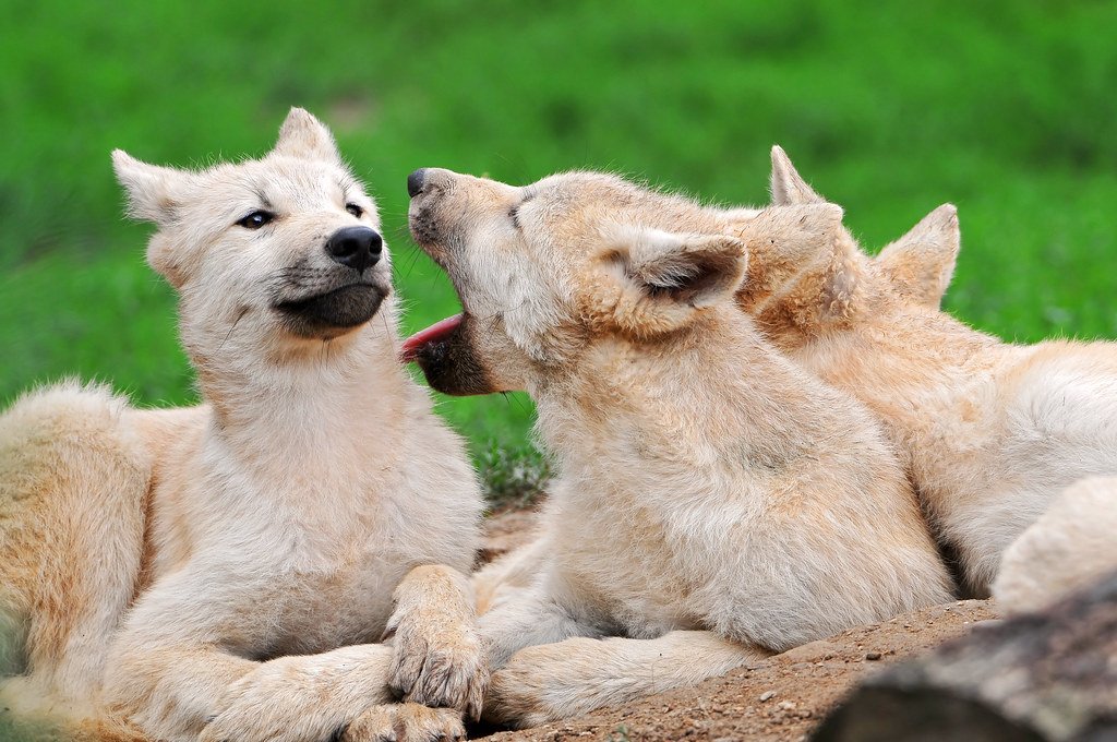 They Have a Puppy Sitter System (image credits: flickr)