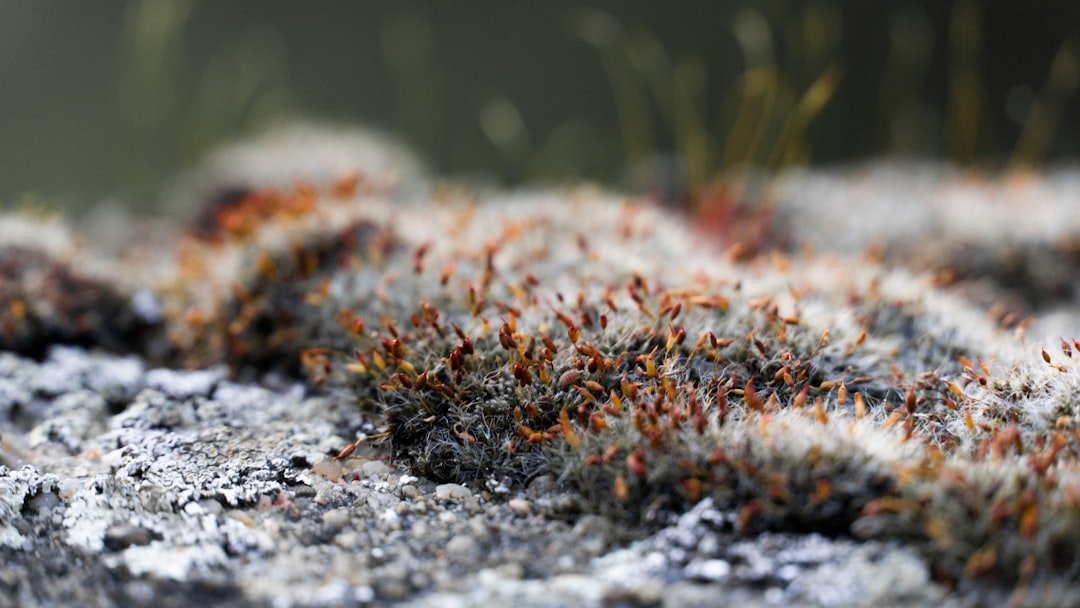 Pests, Pathogens, and the Ants’ Pharmacy (image credits: unsplash)