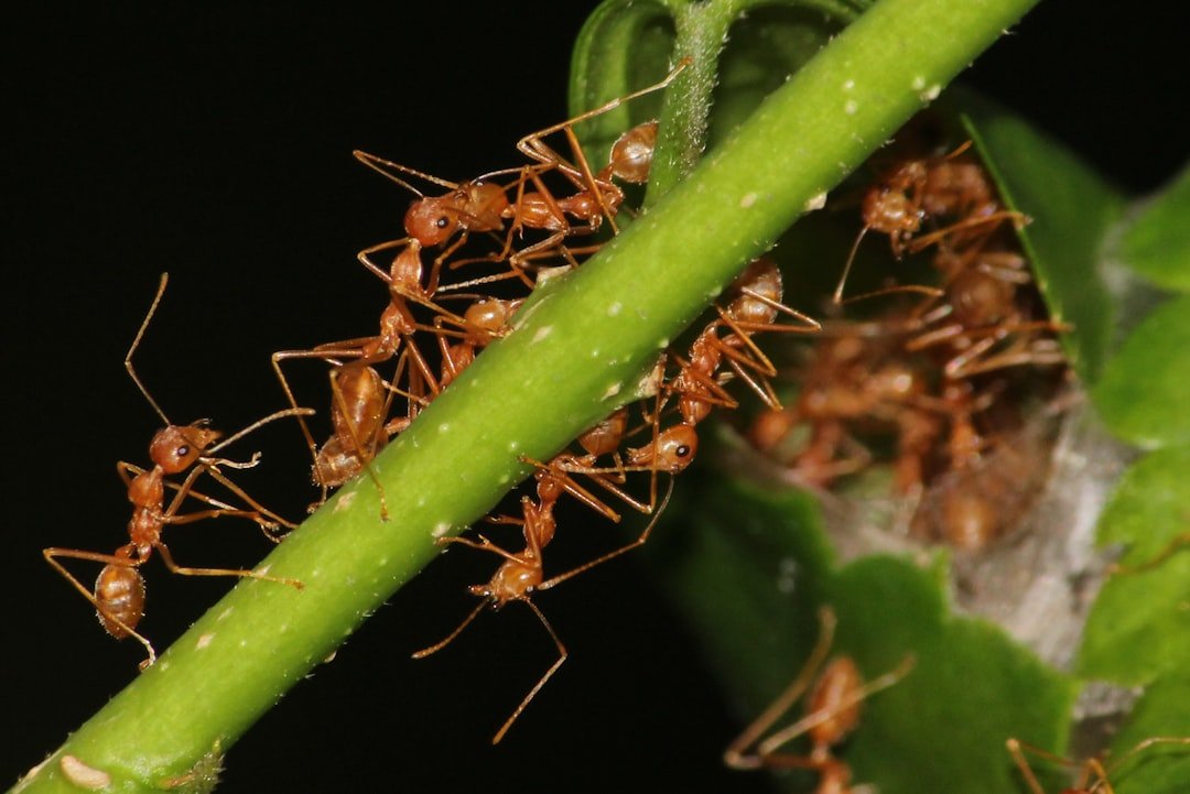 Parallels to Human Agriculture (image credits: unsplash)