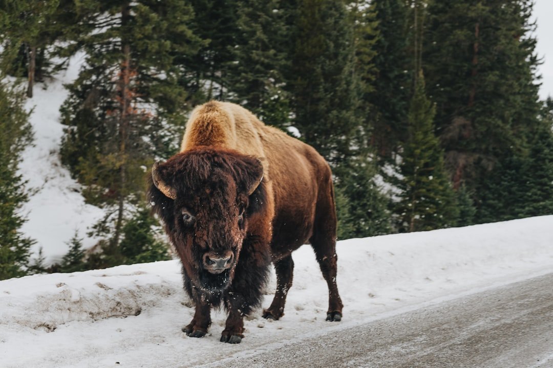 Fire Signs on the Move (Aries, Leo, Sagittarius) (image credits: unsplash)