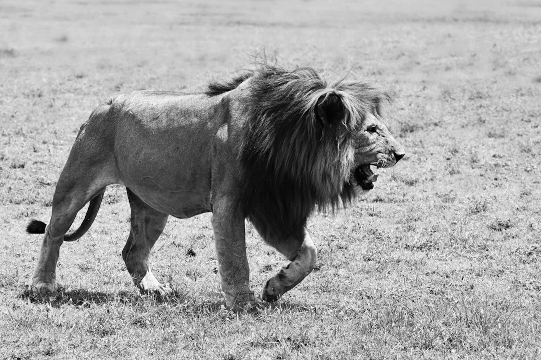 Fire, Summoned: Lions on the Heat Line (image credits: unsplash)