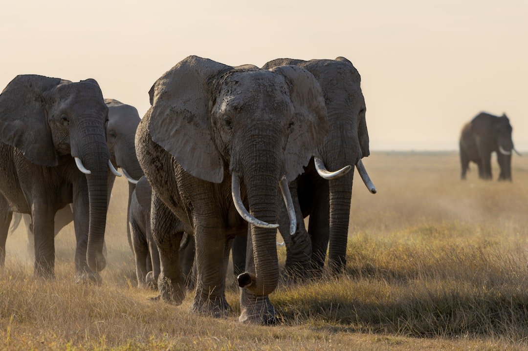 Earth, Unshaken: Elephants as Architects of Ground and Memory (image credits: unsplash)