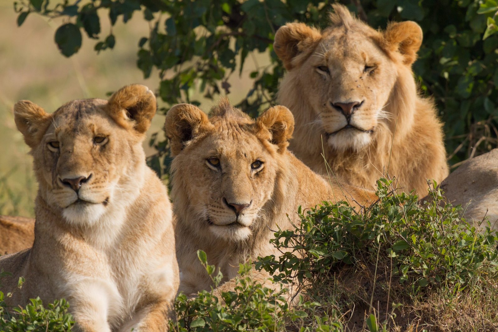 Gryffindor: Lion Logic and the Biology of Boldness (image credits: wikimedia)