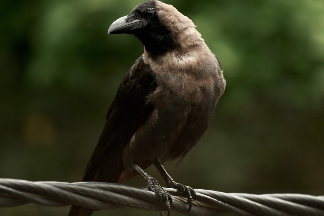 Ravenclaw: Crow Intelligence and the Architecture of Insight (image credits: unsplash)