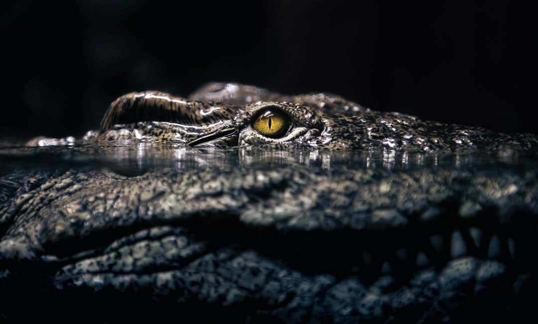 The Hidden Clues (image credits: unsplash)