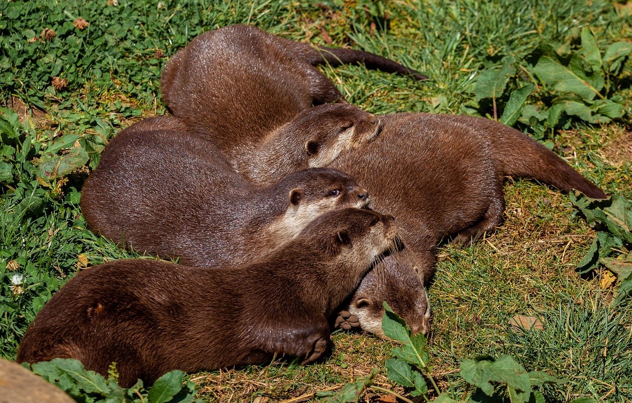 Complex Social Lives and Breeding Success (image credits: pixabay)