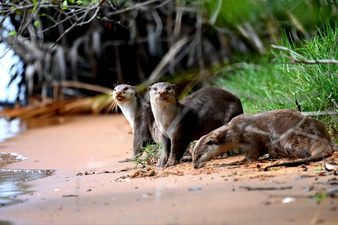 A Model for Conservation Success Worldwide (image credits: unsplash)