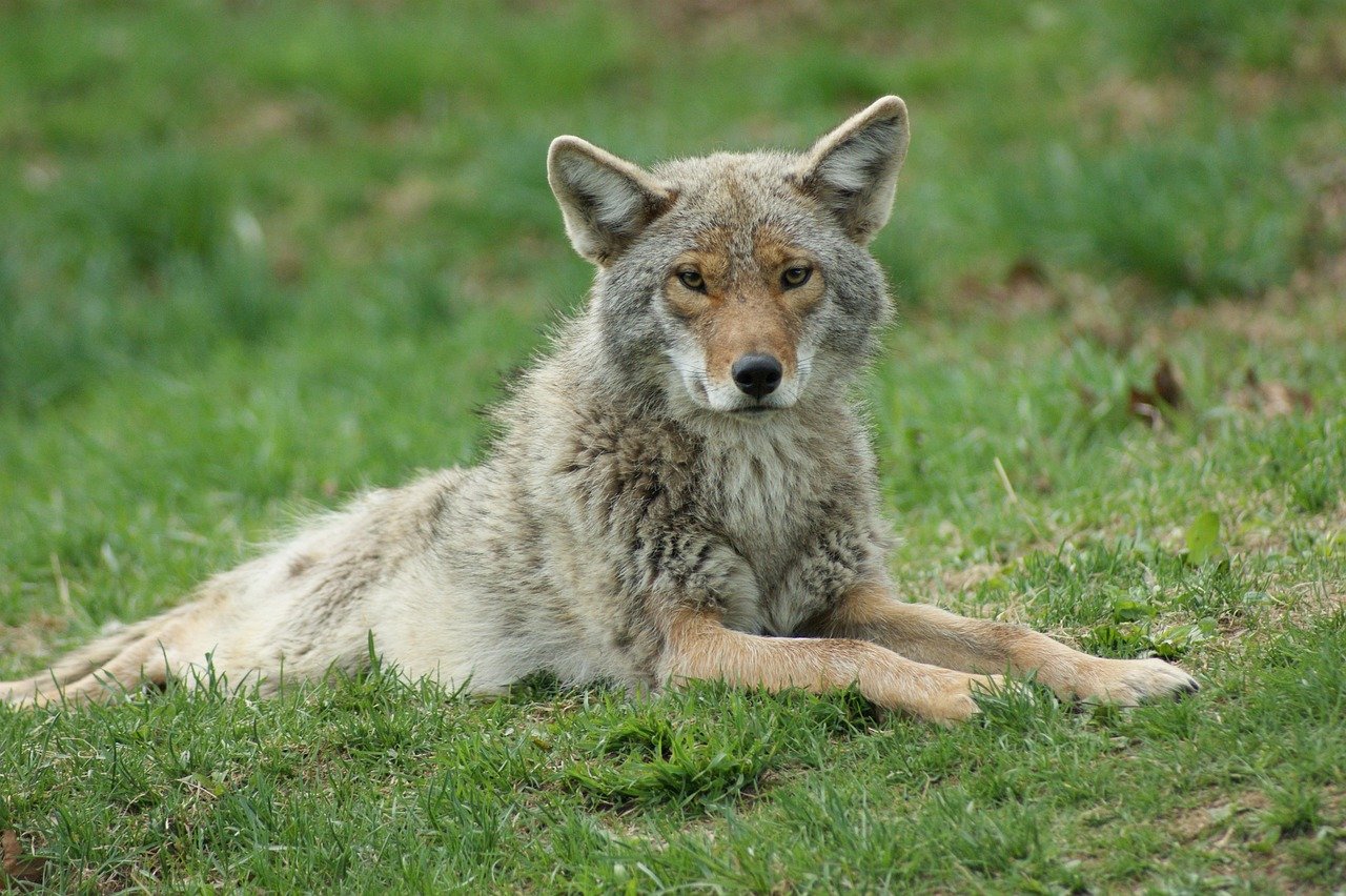 Masters of Urban Camouflage (image credits: pixabay)