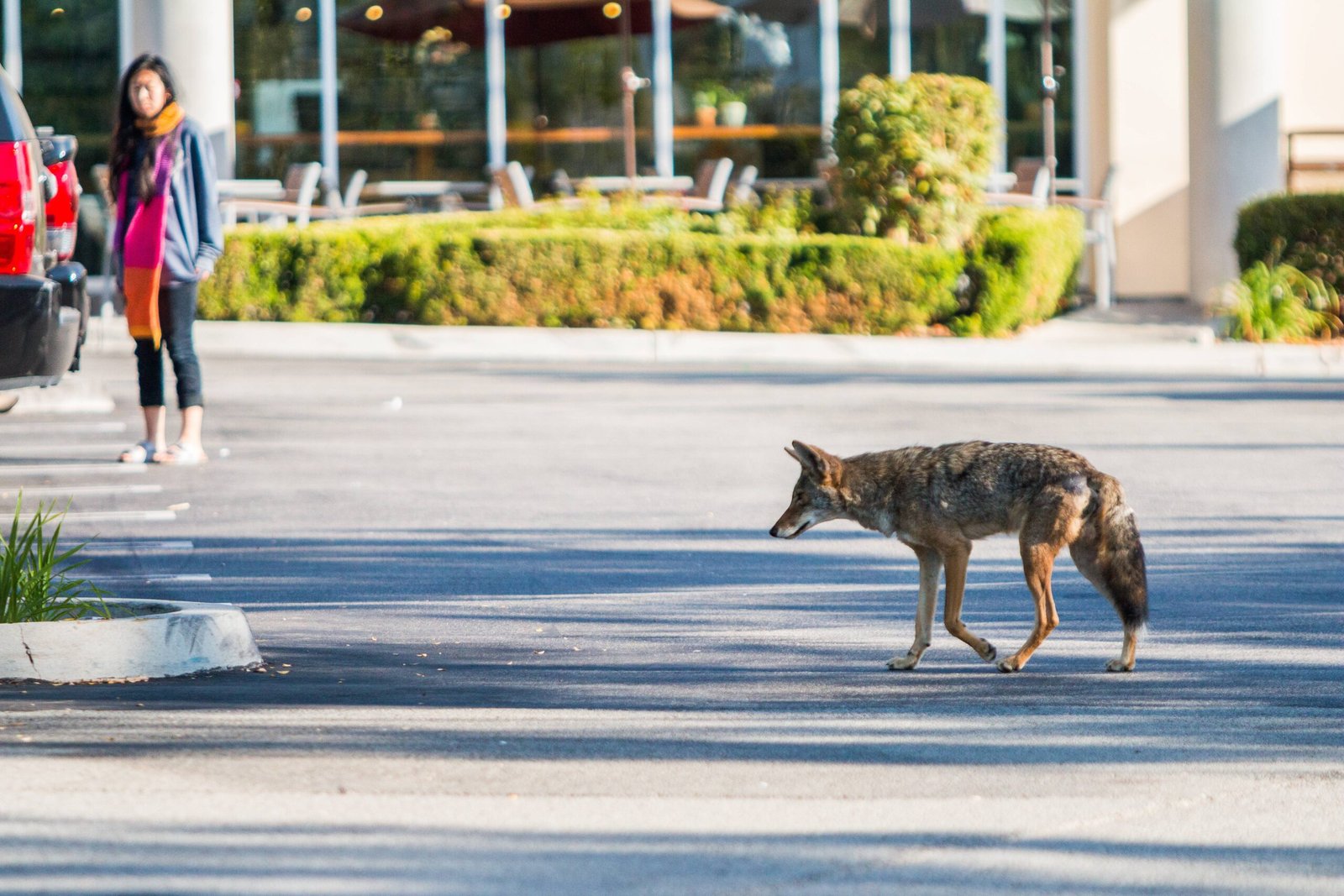 Pack Dynamics Get a City Makeover (image credits: Urban Coyotes, Public domain, https://commons.wikimedia.org/w/index.php?curid=65806292)