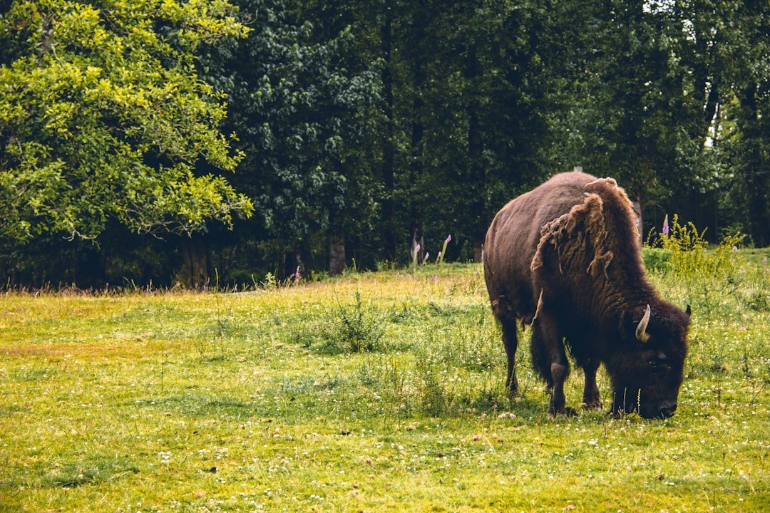 A Living Engine of Diversity (image credits: unsplash)