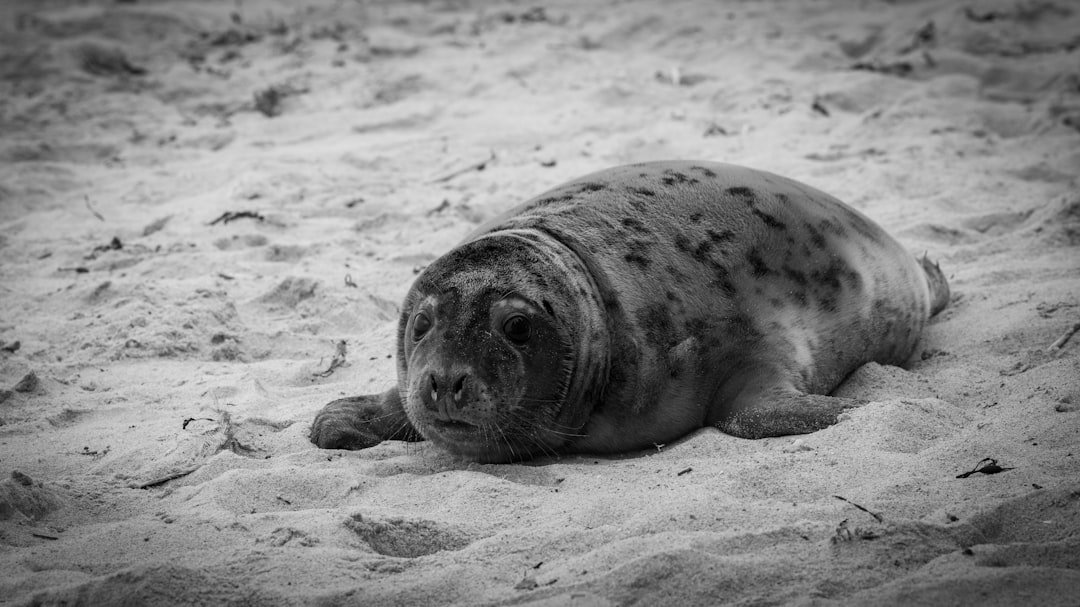 Lifesaving Interventions in the Wild (image credits: unsplash)