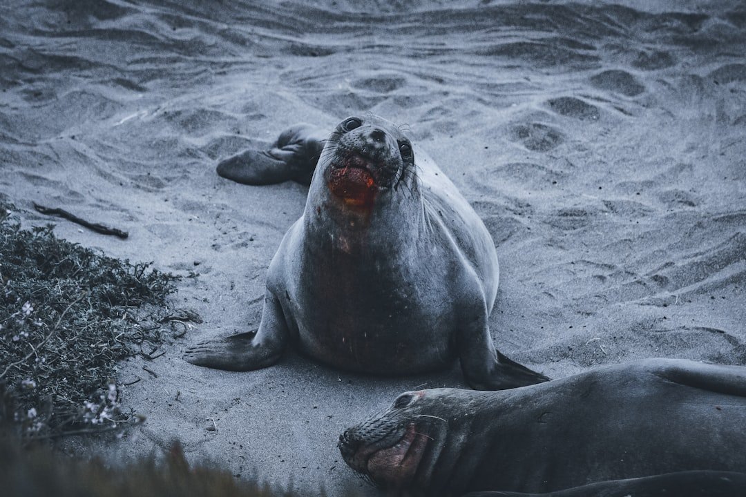 The Toll of Land‑Based Threats (image credits: unsplash)