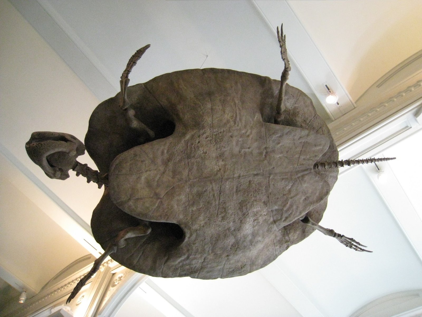 Ancient Turtles Tell Their Own Story (image credits: By Angelheart2611, CC BY-SA 4.0, https://commons.wikimedia.org/w/index.php?curid=62544536)