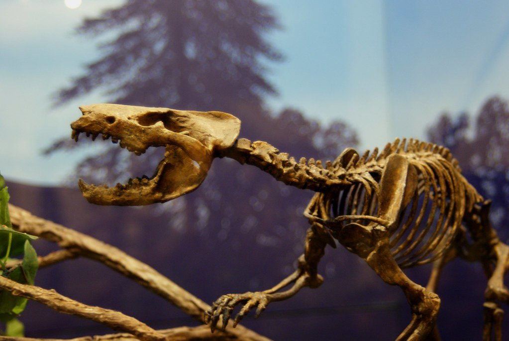 A Chipmunk-Sized Mammal Relative (image credits: flickr)