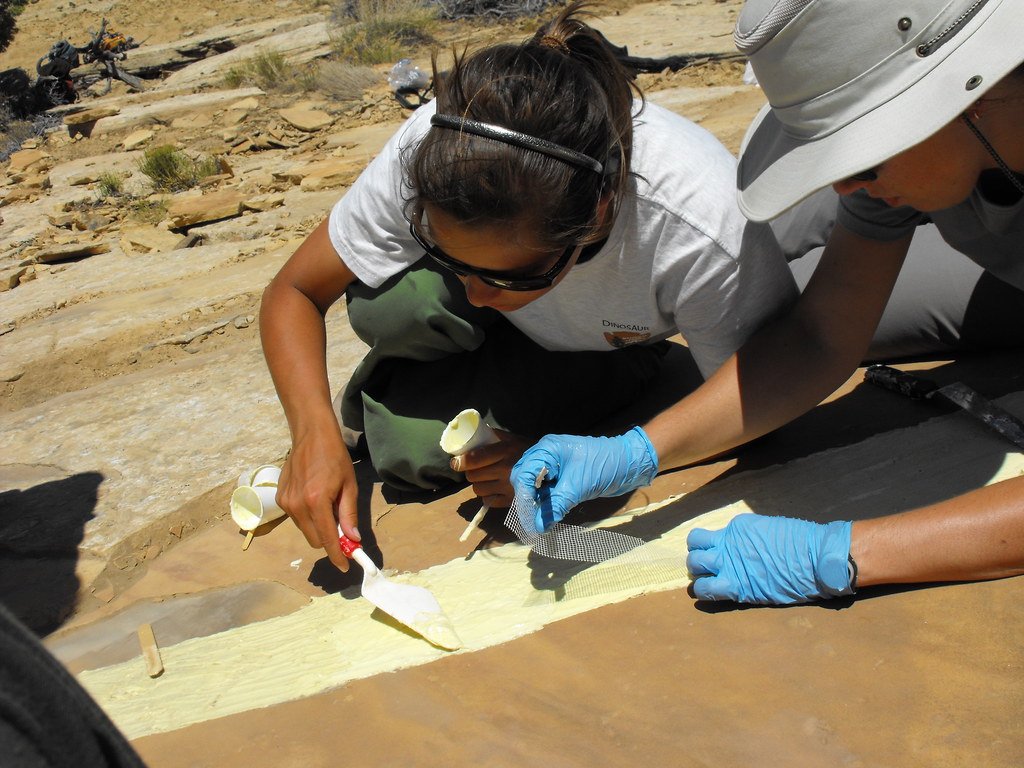 Revolutionary Fossil Collection Techniques (image credits: flickr)