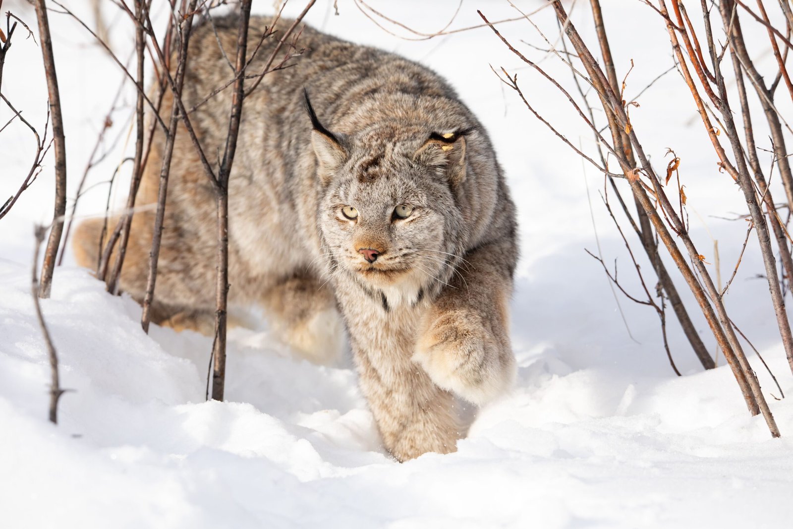 Snow Tracking: The Old-School Detective Work (image credits: Lynx Project At Yukon Flats National Wildlife Refuge, Public domain, https://commons.wikimedia.org/w/index.php?curid=162454915)