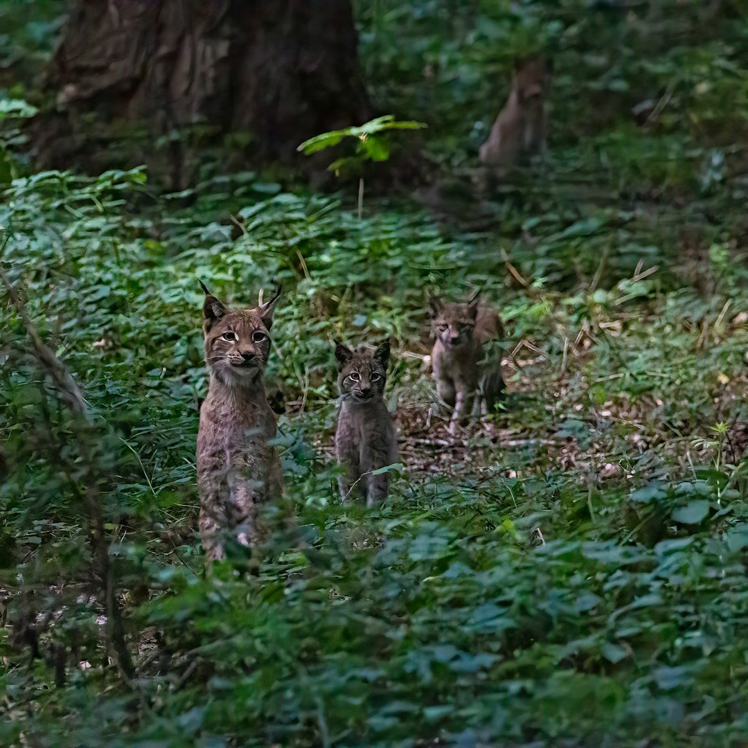 Breeding Success and Population Cycles (image credits: unsplash)