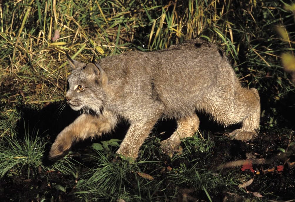 Climate Change: The Looming Challenge (image credits: By Erwin and Peggy Bauer, U.S. Fish and Wildlife Service, Public domain, https://commons.wikimedia.org/w/index.php?curid=205374)