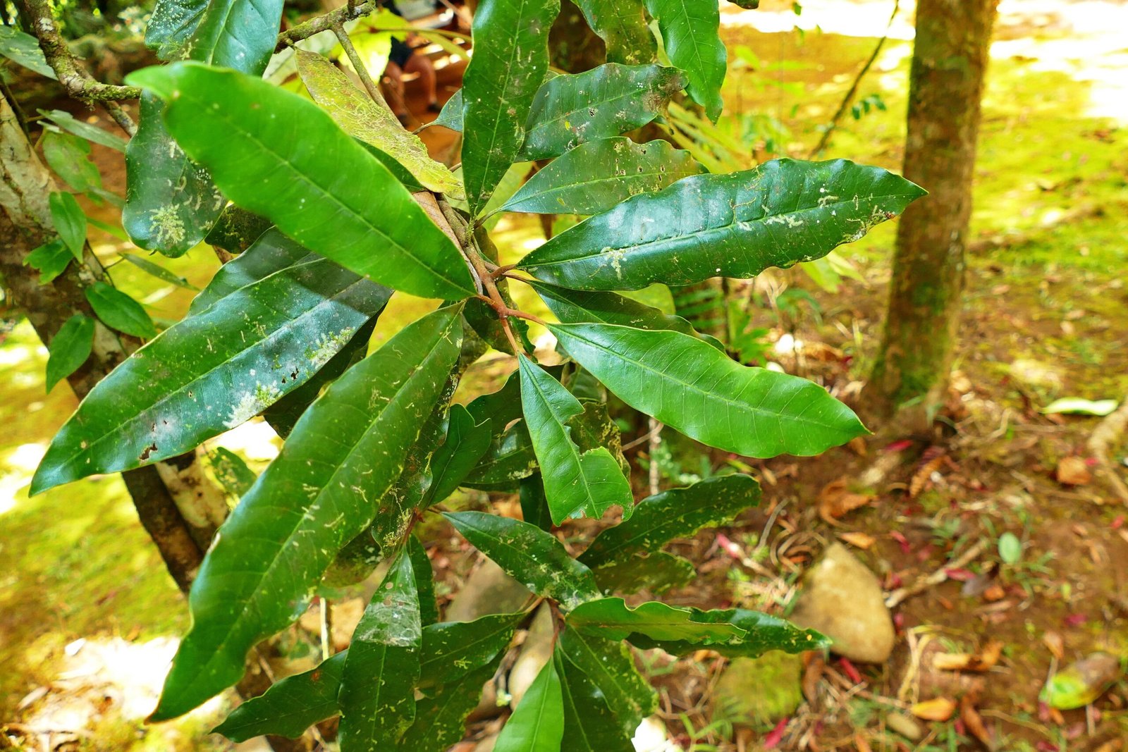 Nature's Most Unusual Defense System (image credits: Permission d'utiliser ce fichier accordé personnellement par Benoit Henry pour illustrer l'article Pycnandra acuminata sur Wikipedia., CC BY-SA 4.0, https://commons.wikimedia.org/w/index.php?curid=72727517)