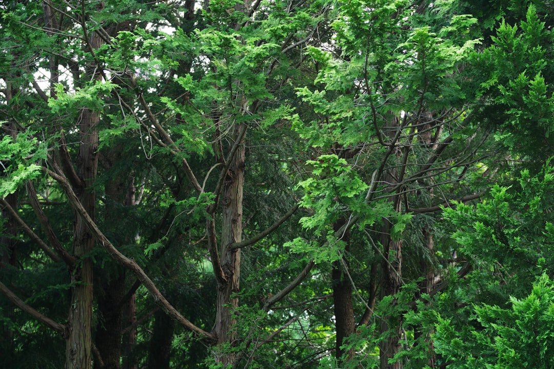 The Conservation Connection (image credits: unsplash)