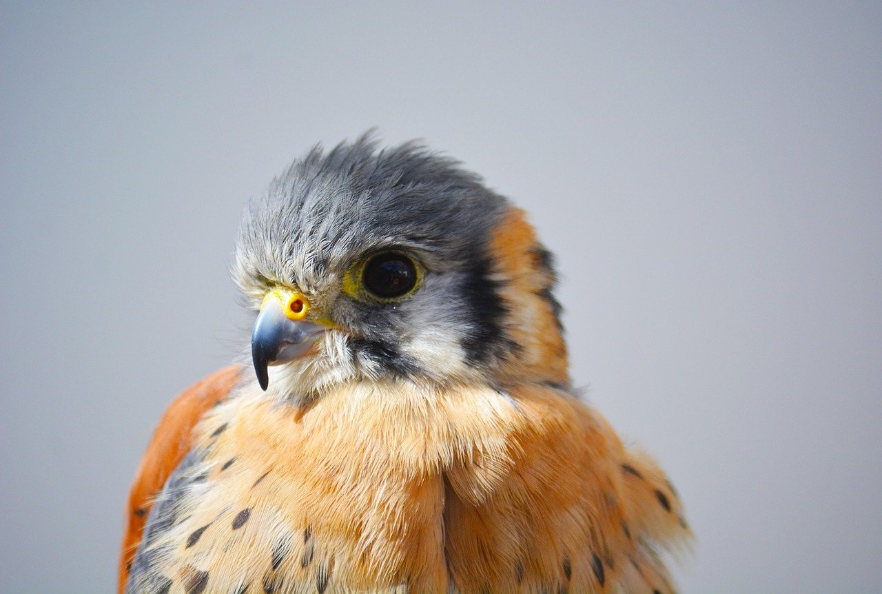 The Mind-Bending World of Quantum Entanglement in Bird Eyes (image credits: pixabay)