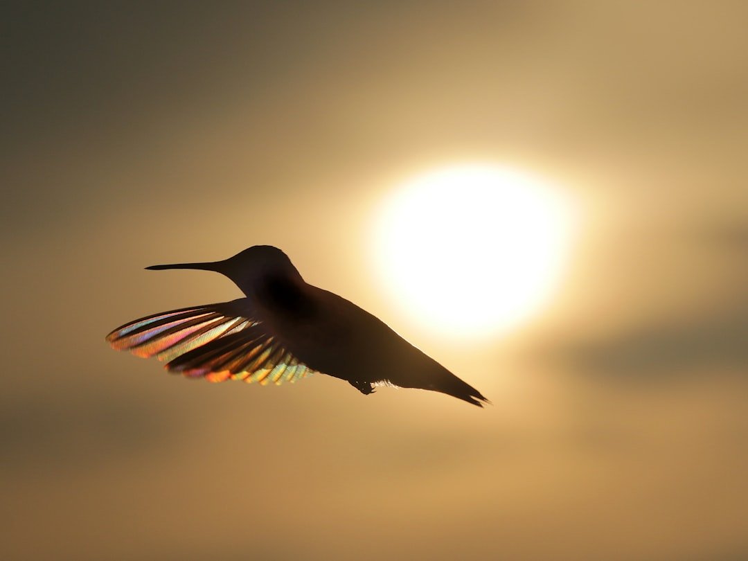 Heat Dissipation Through Flight Engineering (image credits: unsplash)