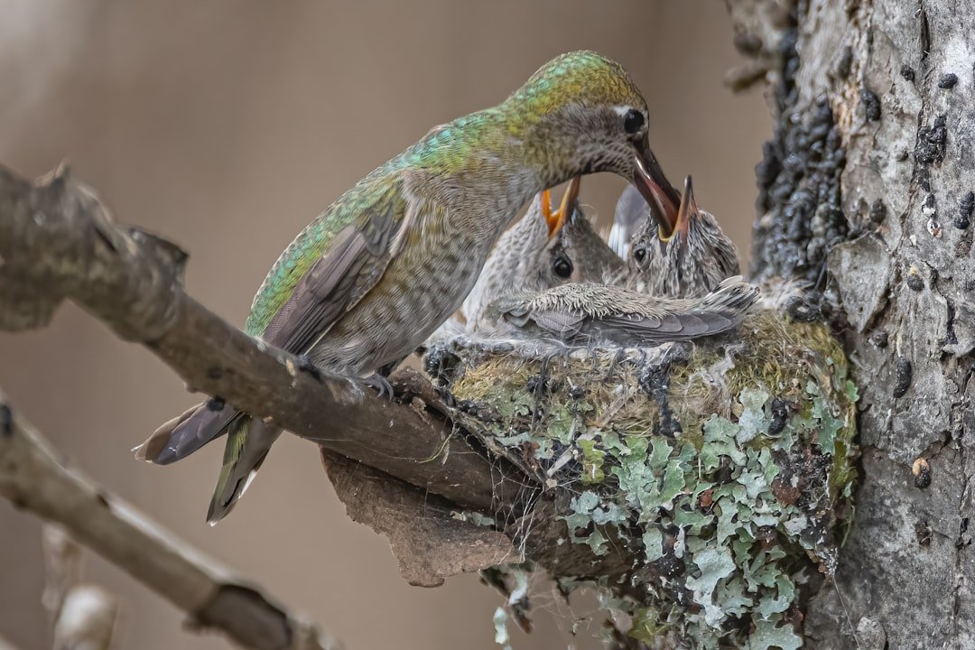 Strategic Breeding Timing (image credits: unsplash)