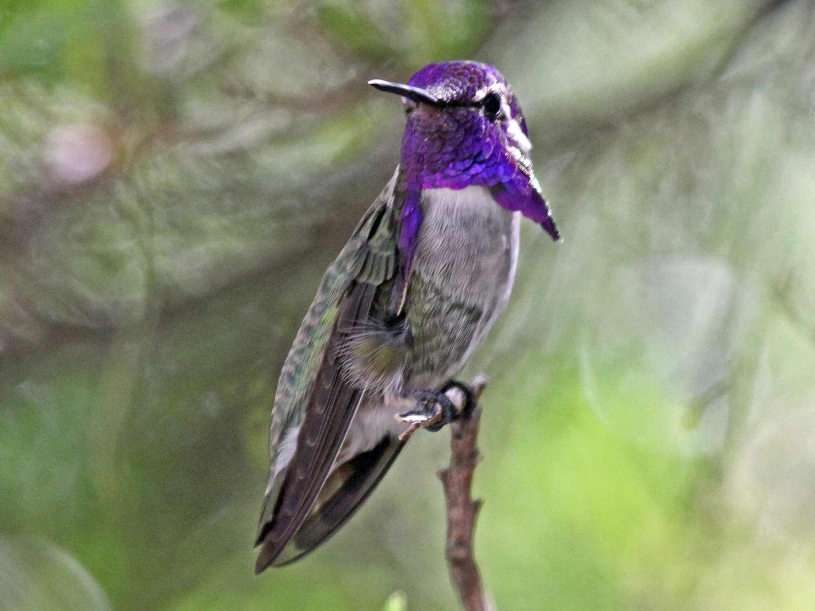 The Costa's Hummingbird: Desert Specialist Extraordinaire (image credits: wikimedia)